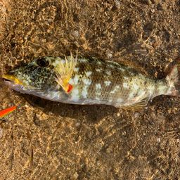 ムネアカクチビ