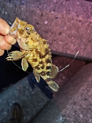 カサゴの釣果