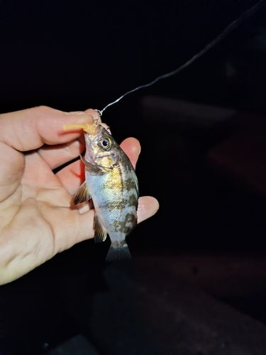 シロメバルの釣果