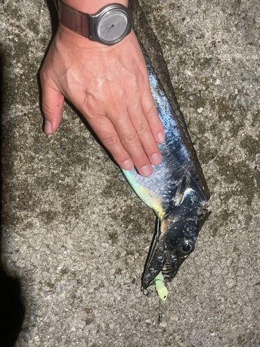 タチウオの釣果