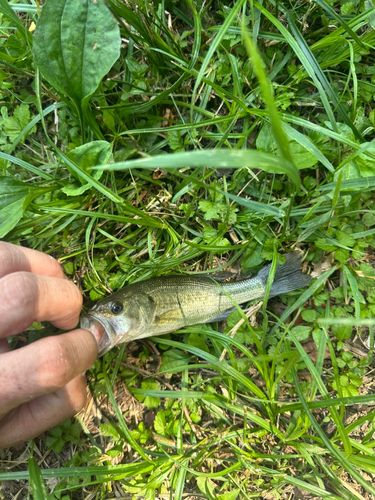 ラージマウスバスの釣果