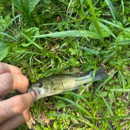 ラージマウスバス