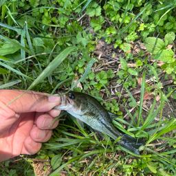 ラージマウスバス