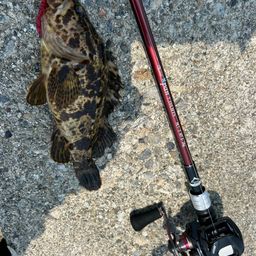 タケノコメバル