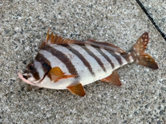 タカノハダイの釣果