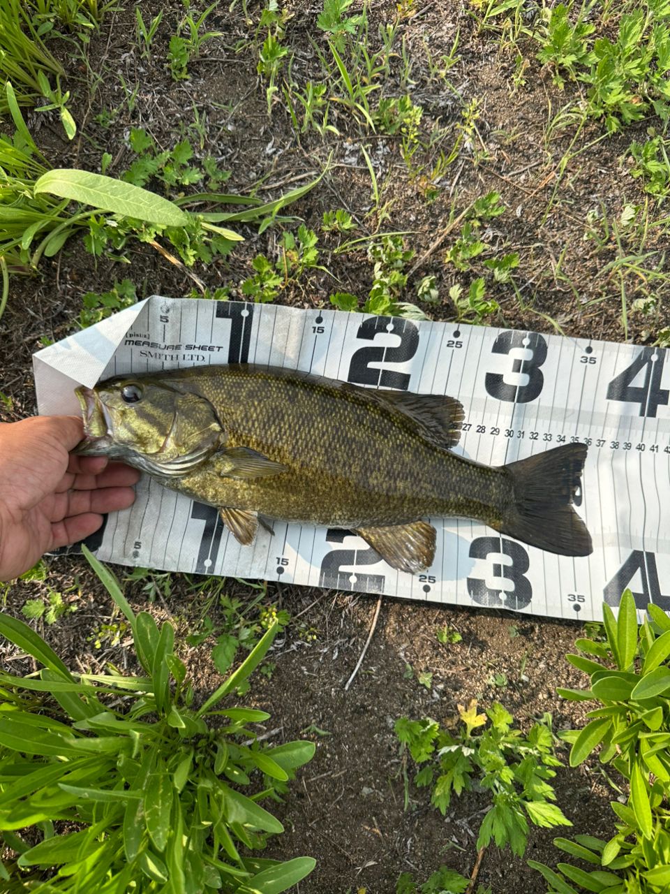 スモールマウスバス