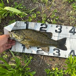 スモールマウスバス