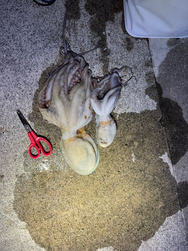 タコの釣果