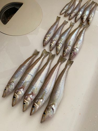 キスの釣果