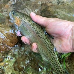 レインボートラウト