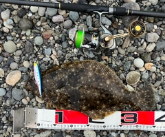 ヒラメの釣果