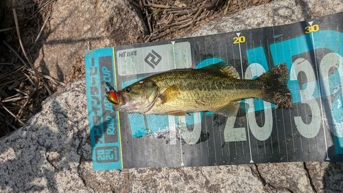 ラージマウスバスの釣果