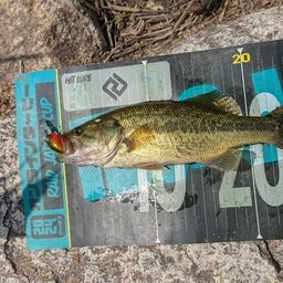 ラージマウスバス