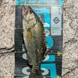 ラージマウスバス