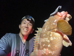 キジハタの釣果