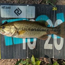 ラージマウスバス