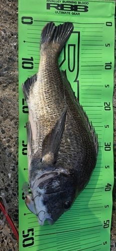 チヌの釣果
