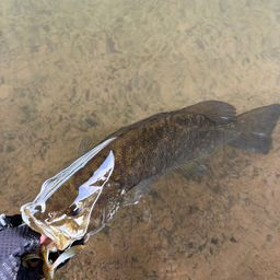 スモールマウスバス