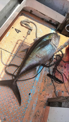 メバチマグロの釣果