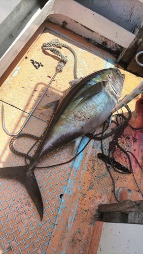 メバチマグロの釣果