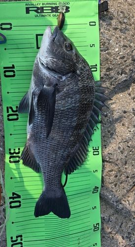 チヌの釣果