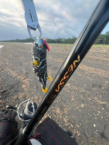 シマフグの釣果