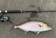 カンパチの釣果