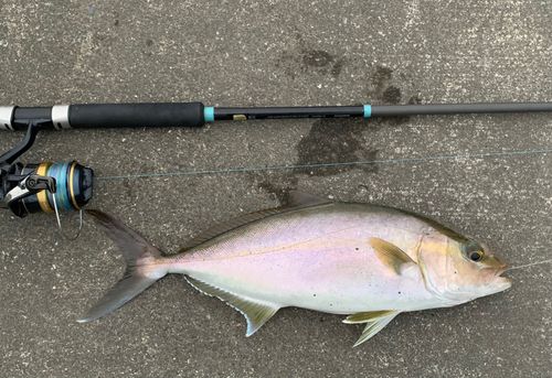 カンパチの釣果