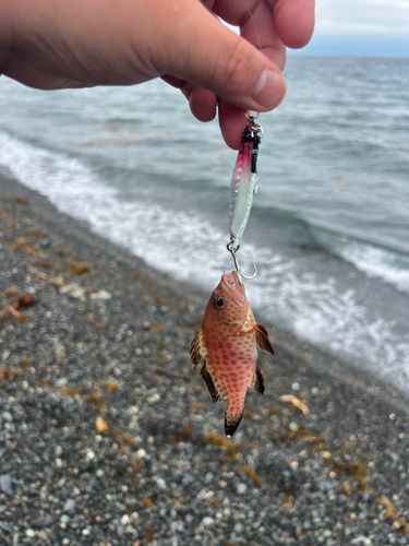 アカハタの釣果