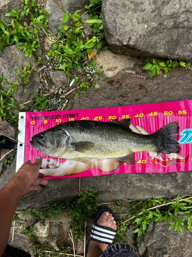 ラージマウスバスの釣果