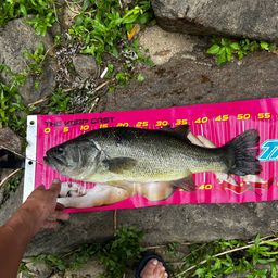 ラージマウスバス