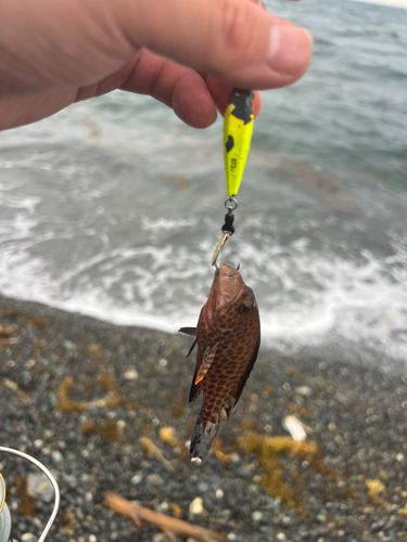 オオモンハタの釣果