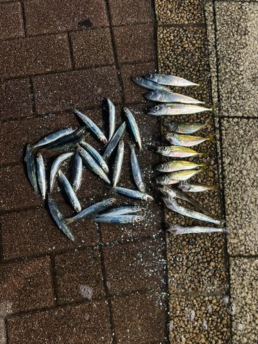 ウルメイワシの釣果