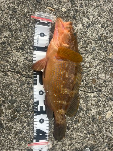 キジハタの釣果