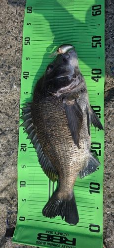 チヌの釣果
