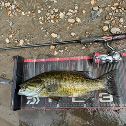 スモールマウスバス