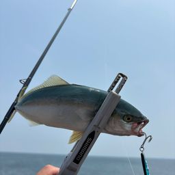 ワカシ