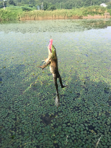 釣果