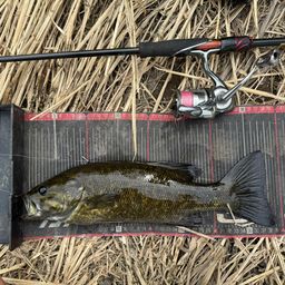 スモールマウスバス