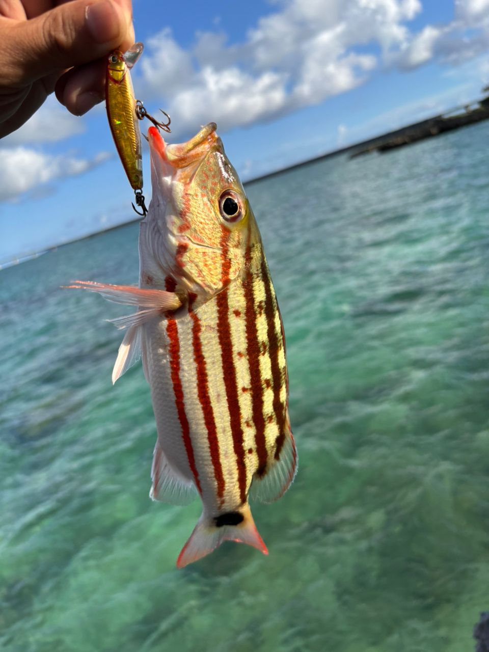 アミメフエダイ