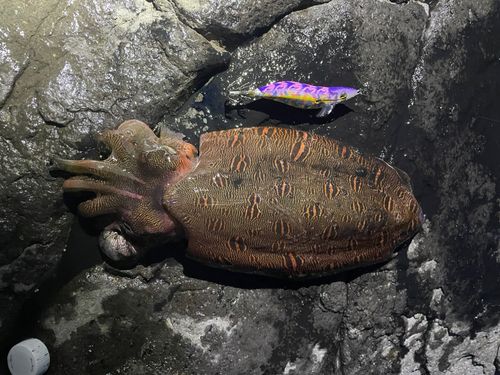モンゴウイカの釣果