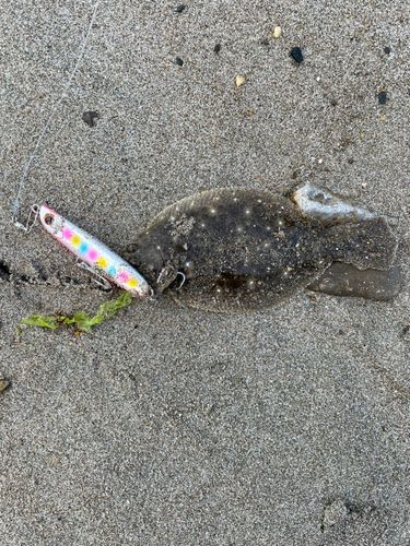 ヒラメの釣果