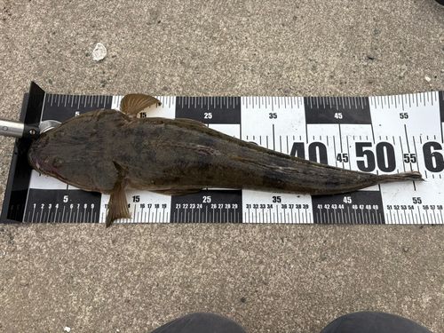 コチの釣果