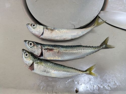 サバの釣果