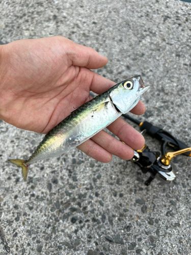 サバの釣果