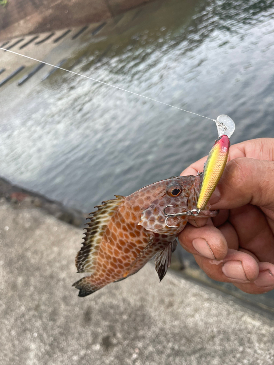 SALTY STAGE KR-X Baitfinesse Custom(ソルティーステージ・KR-X