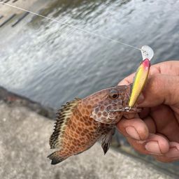 オオモンハタ