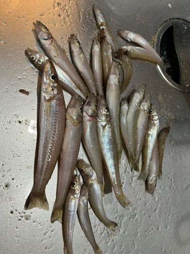 キスの釣果