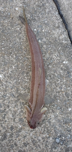 エソの釣果