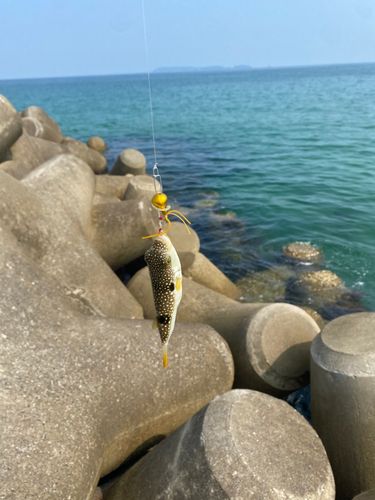 クサフグの釣果